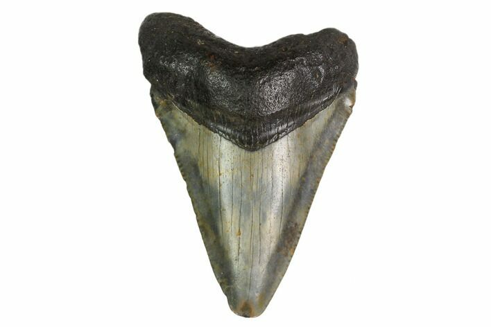 Juvenile Megalodon Tooth - North Carolina #160488